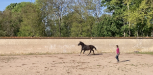 HAPPY - Galop & trot